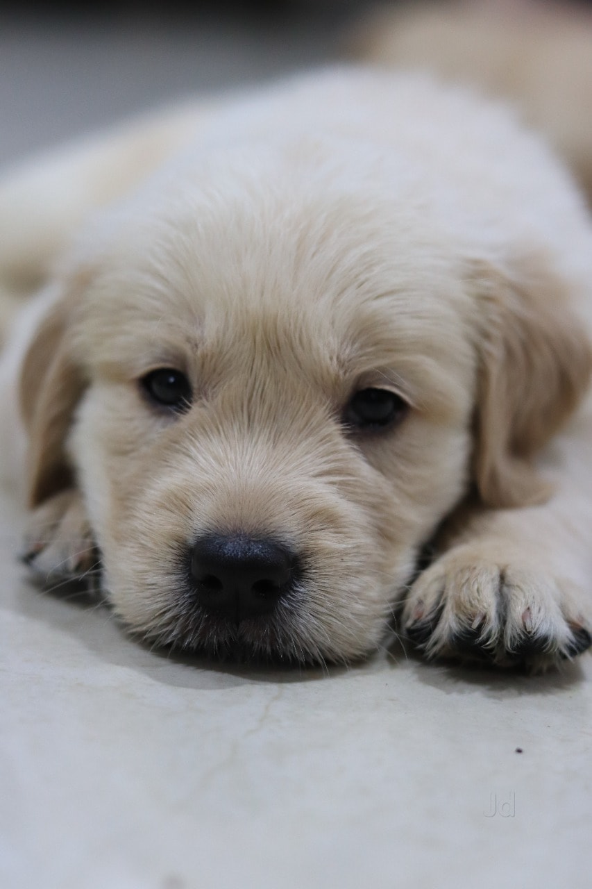 golden retriever puppy price in coimbatore