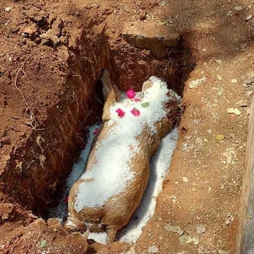 Hyderabad Cremation Animals Near Me Hyderabad Animal Cremation