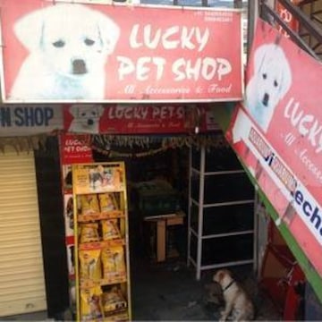 Top Pet Shops For Collie Dog in Raichur Best Pet Stores For Collie Dog Justdial