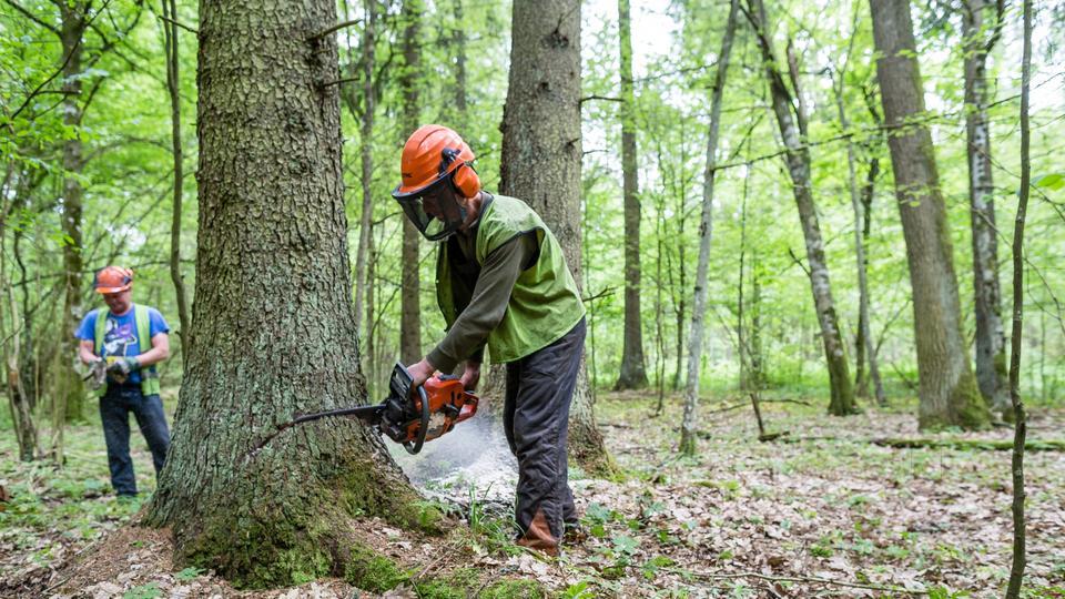 Tree trimming and pruning service in Hyderabad