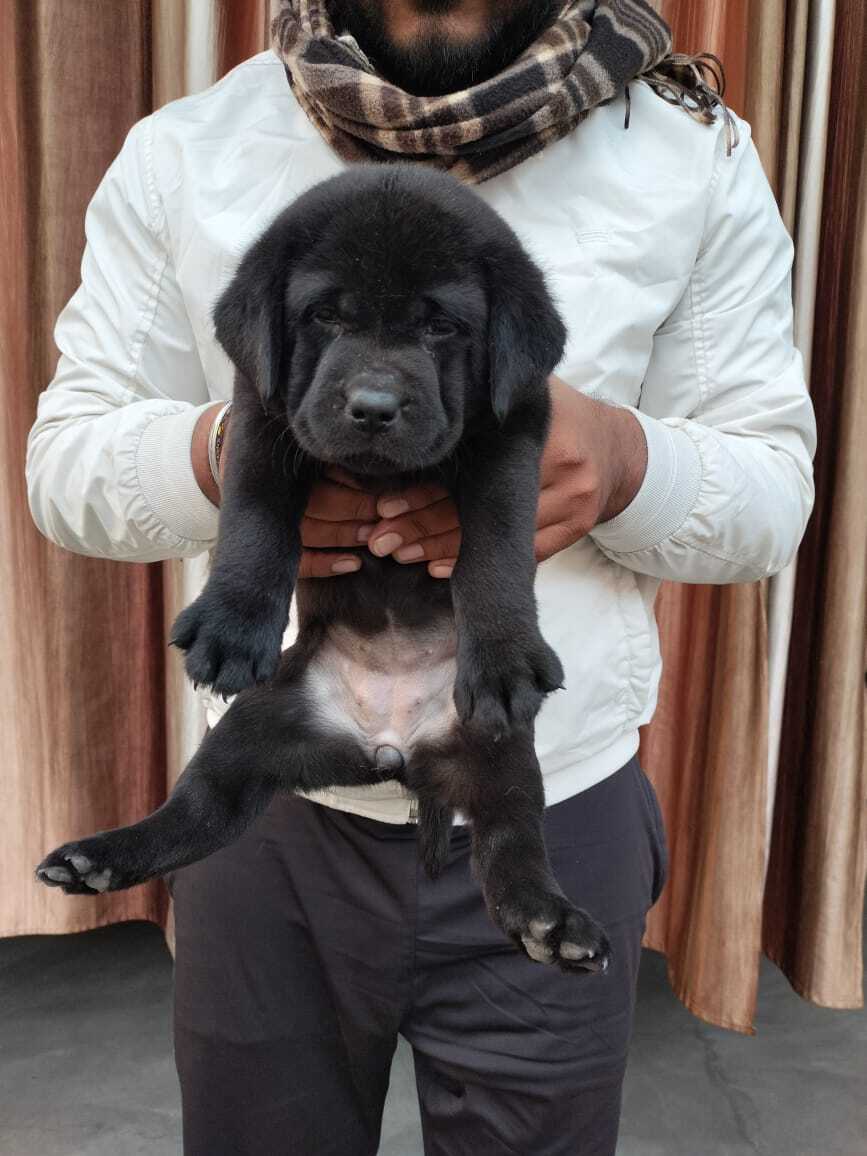 Rathore Kennel