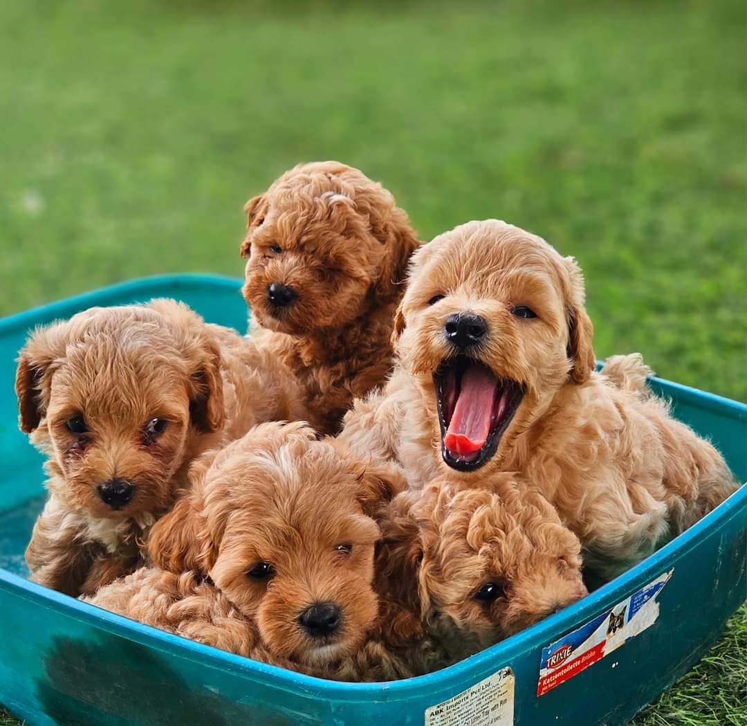 India Pets World