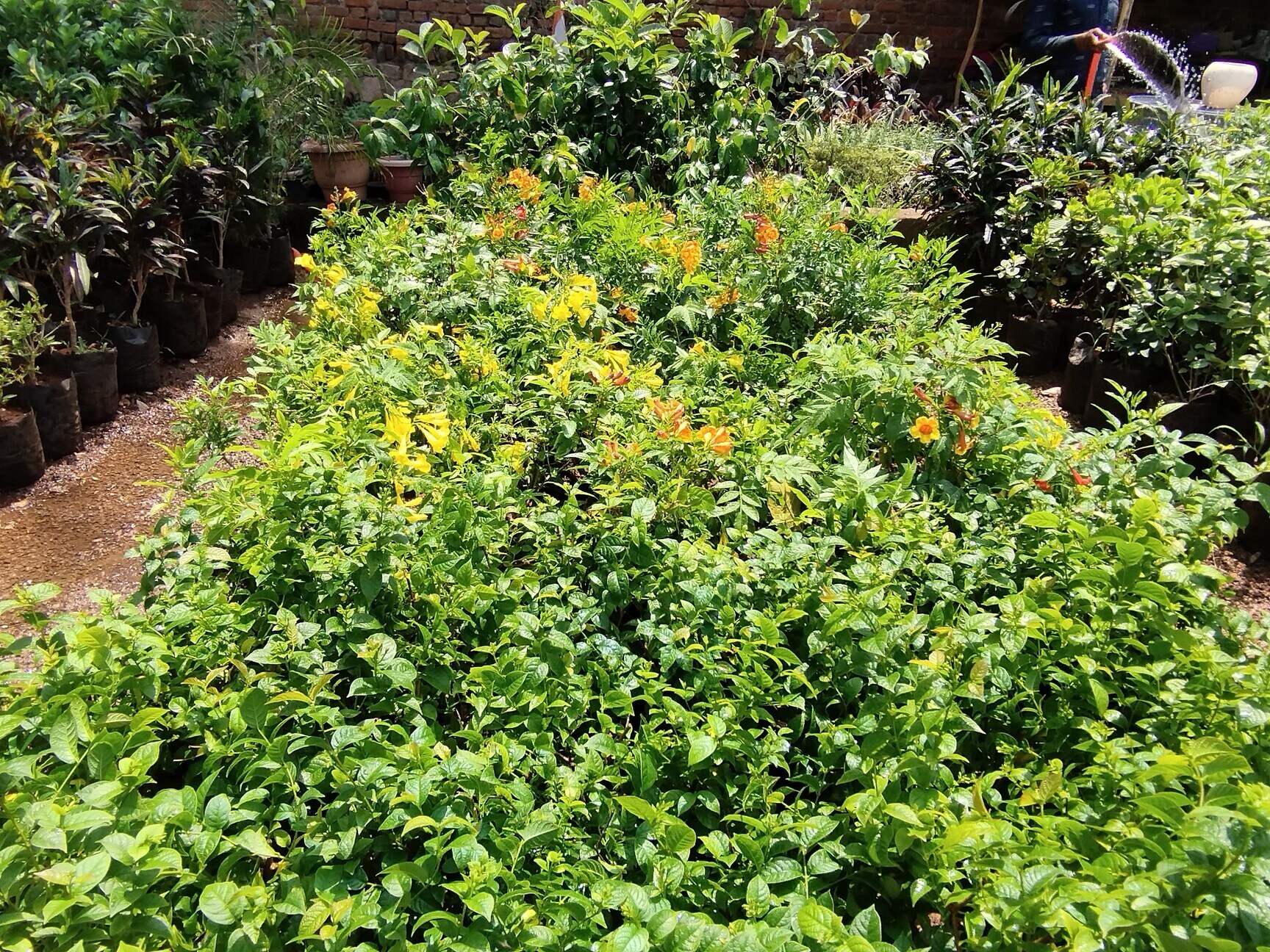 AYUSHI NURSERY in Veerangna Nagar,Jhansi - Best Plant Nurseries