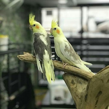Local bird stores near me store