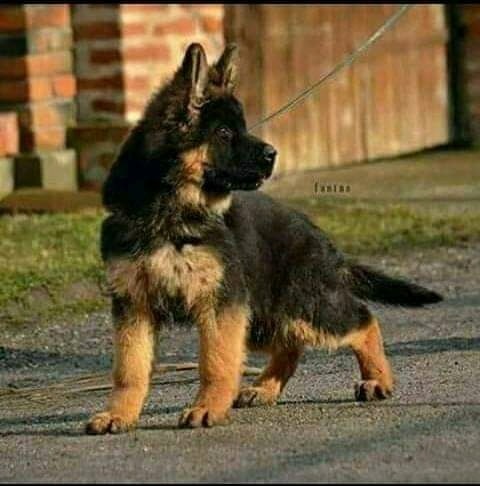 Kanpur Near Me Dog Shop Heavy Bone Double Coat German Shepherd Dog