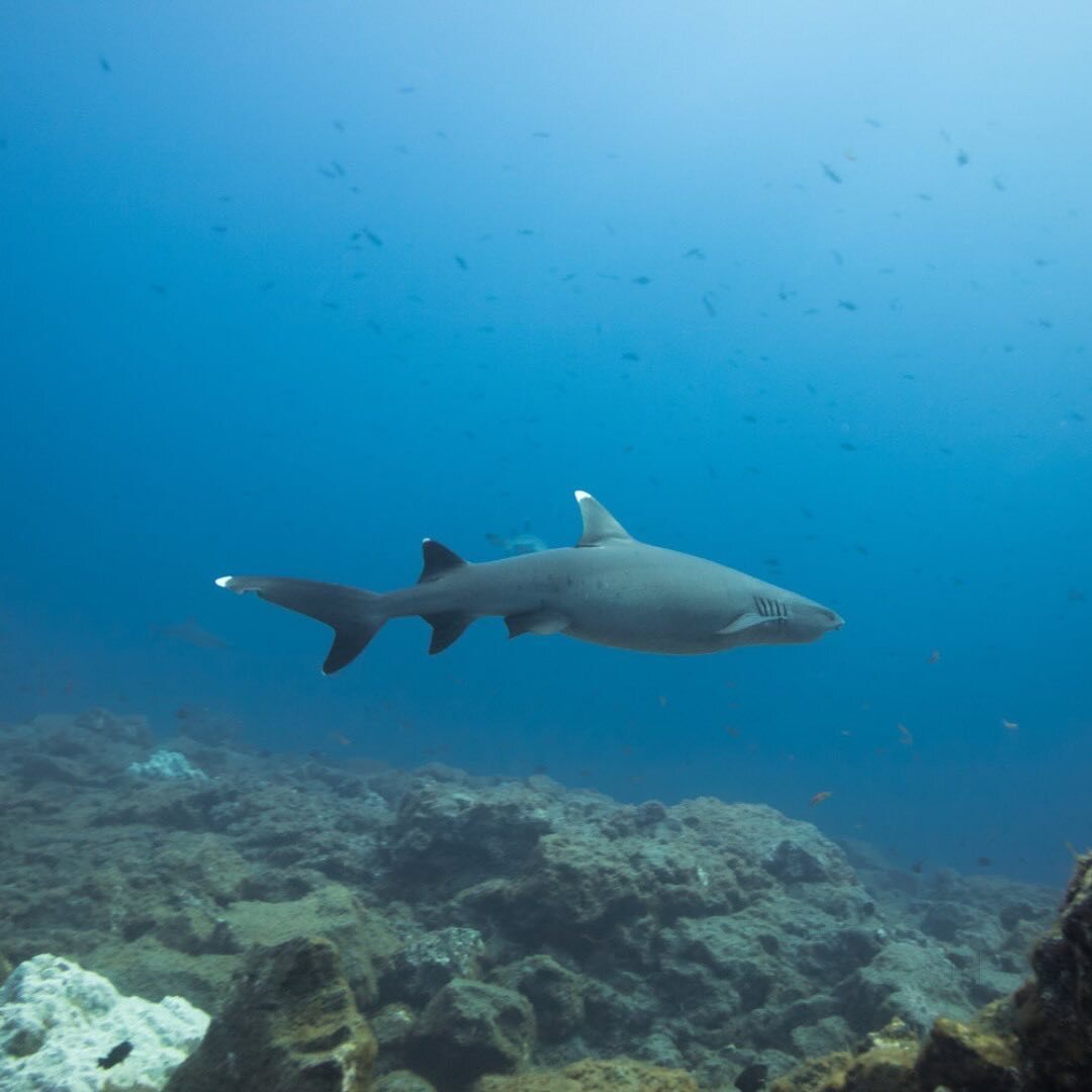 Top Scuba Diving Services in Mysore - Best Scuba Diving near me - Justdial