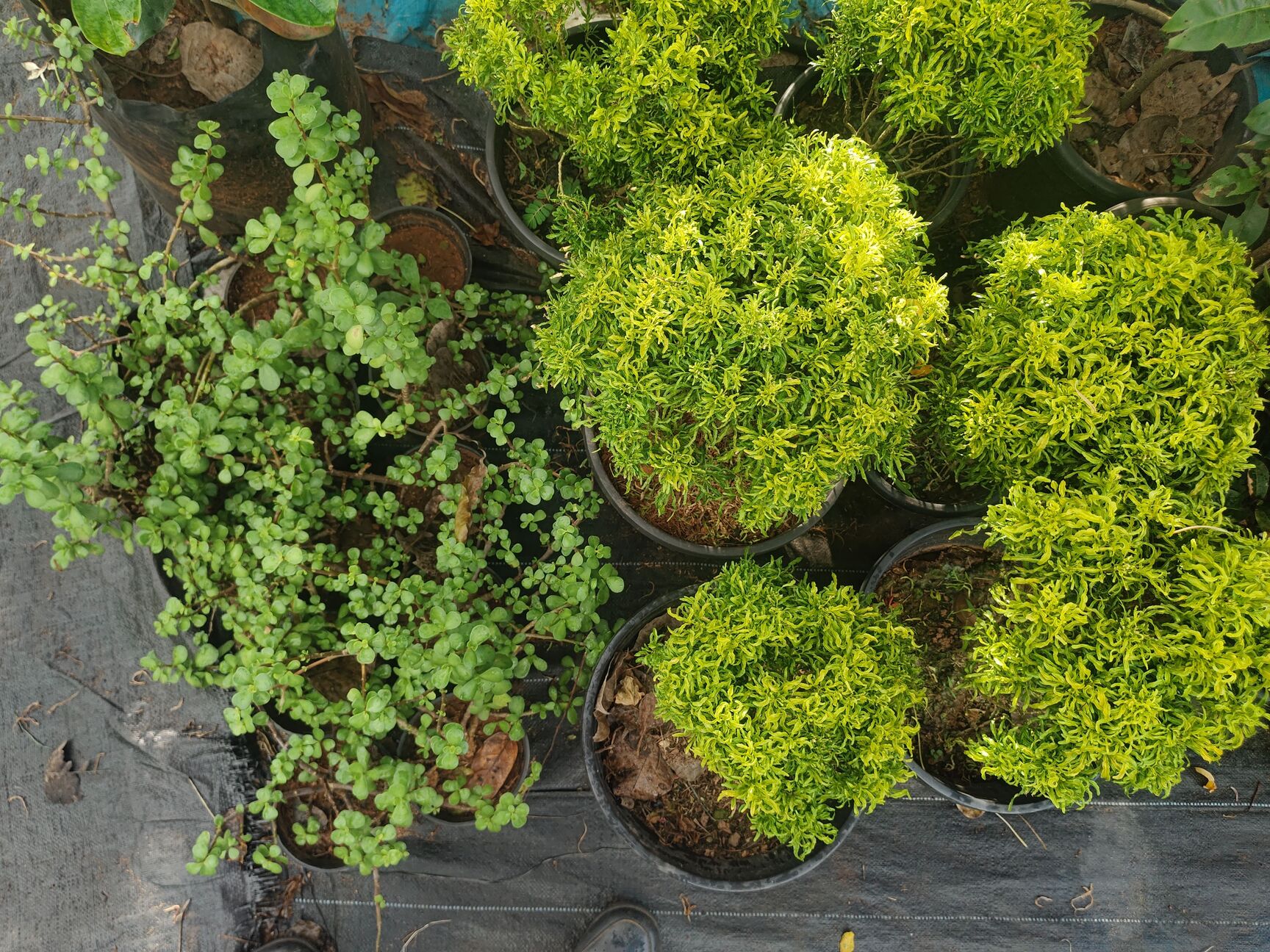 Top Ajwain Plant Dealers in Kasaragod near me - Justdial