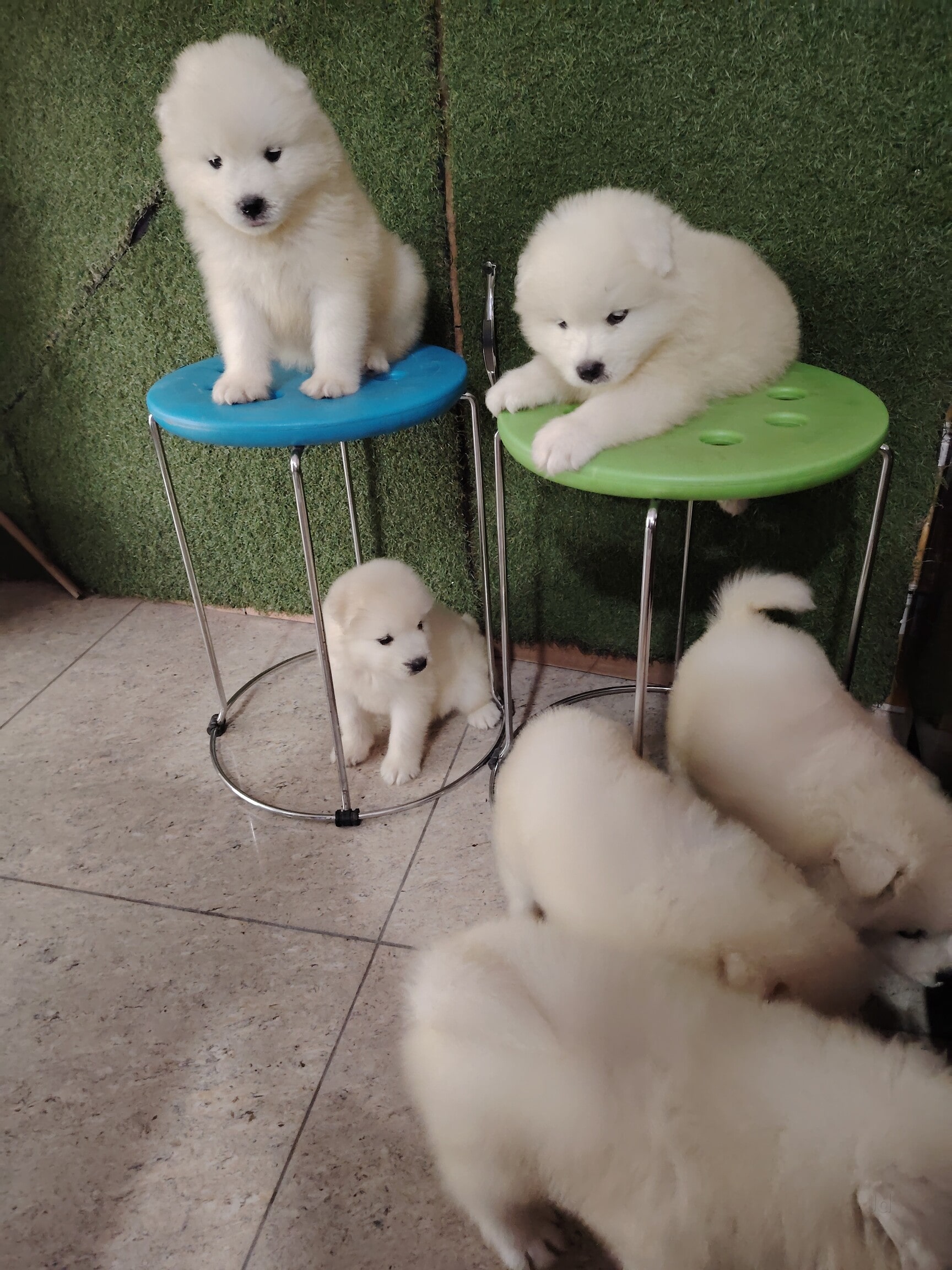 Dog pet shop near me with puppies sale