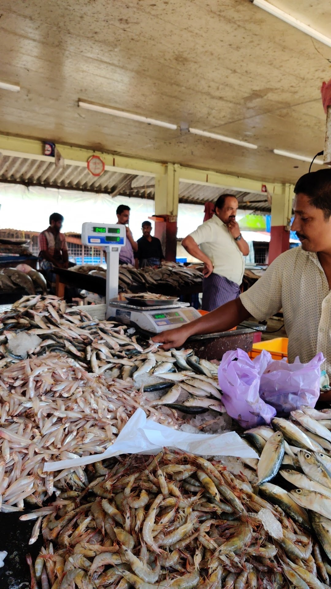 Fish Retailers in Thaliyil, Kozhikode - Fish Suppliers - Justdial