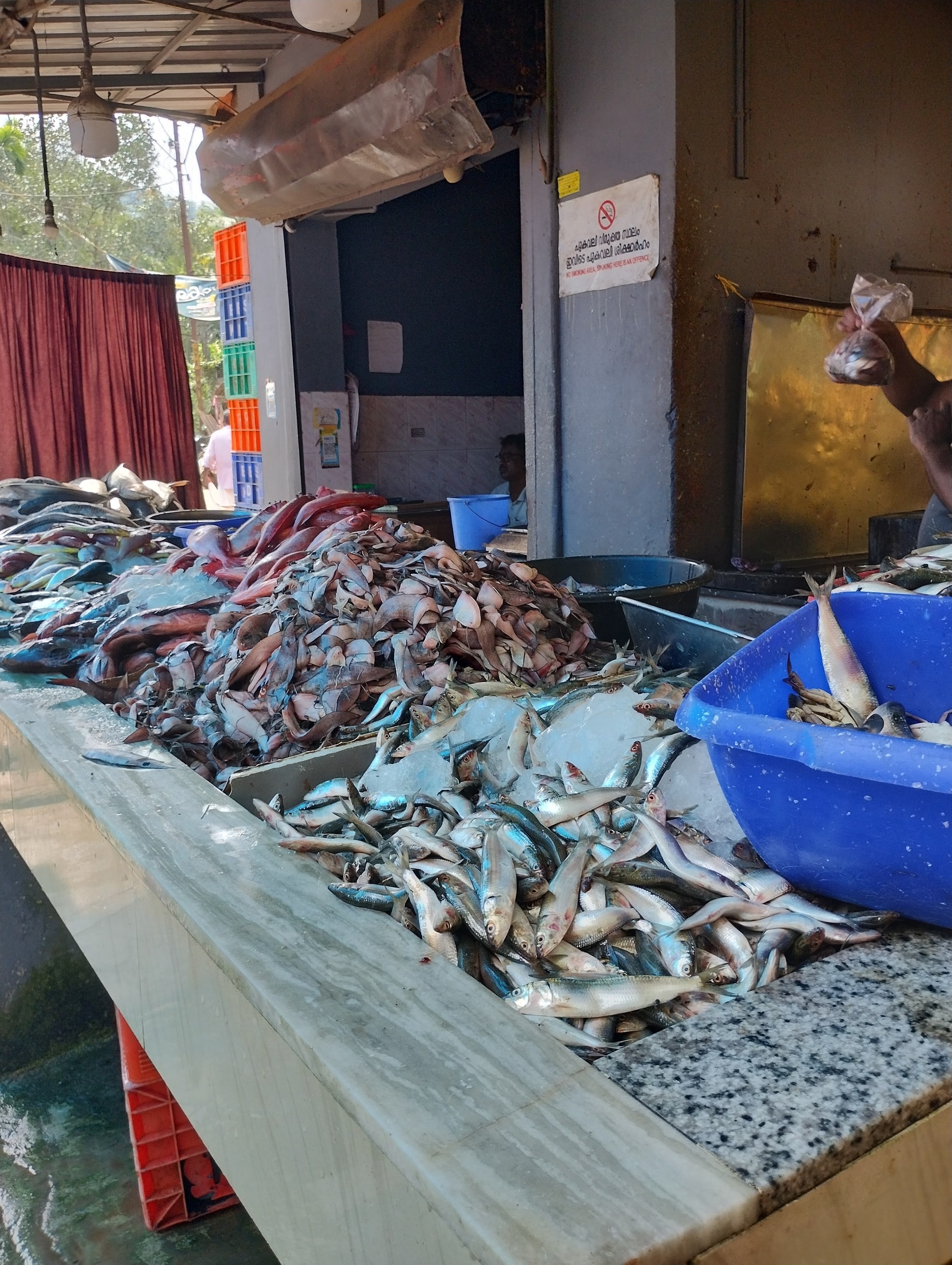 Fish Retailers in Koottalida, Kozhikode - Fish Suppliers - Justdial