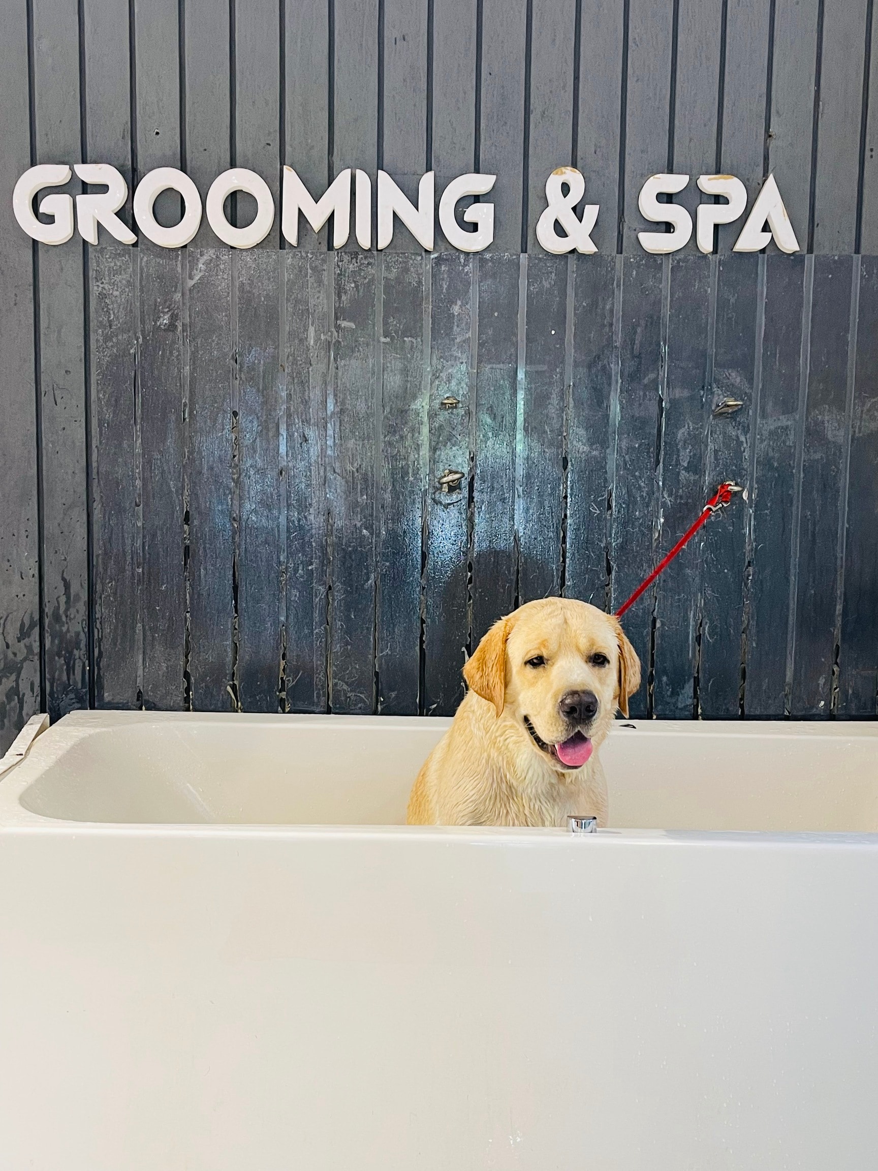 Puppy in Gomti Nagar,Lucknow Best Pet Shops in Lucknow Justdial