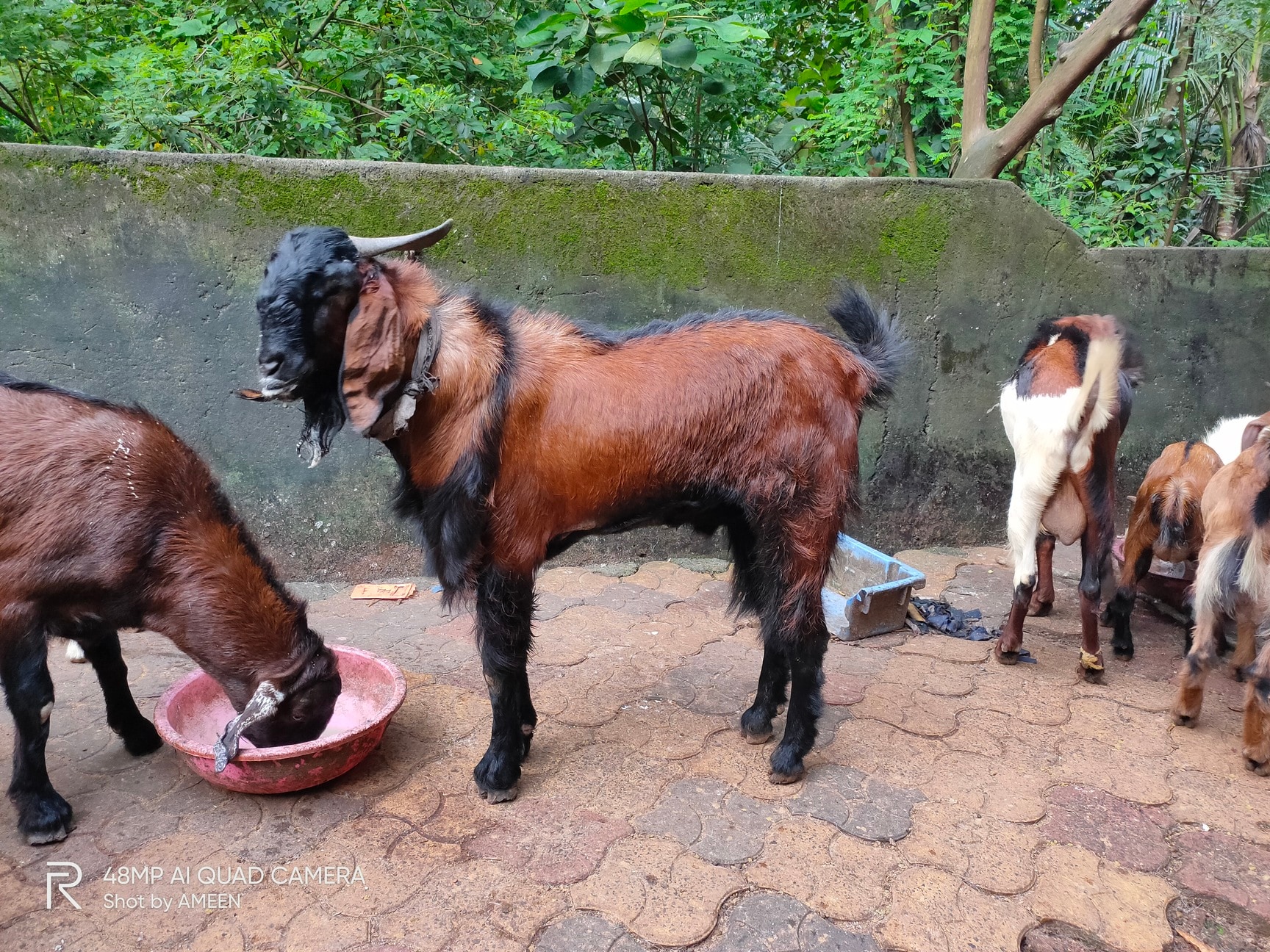 Top Goat Farming in Musliyarangadi, Malappuram near me - Justdial
