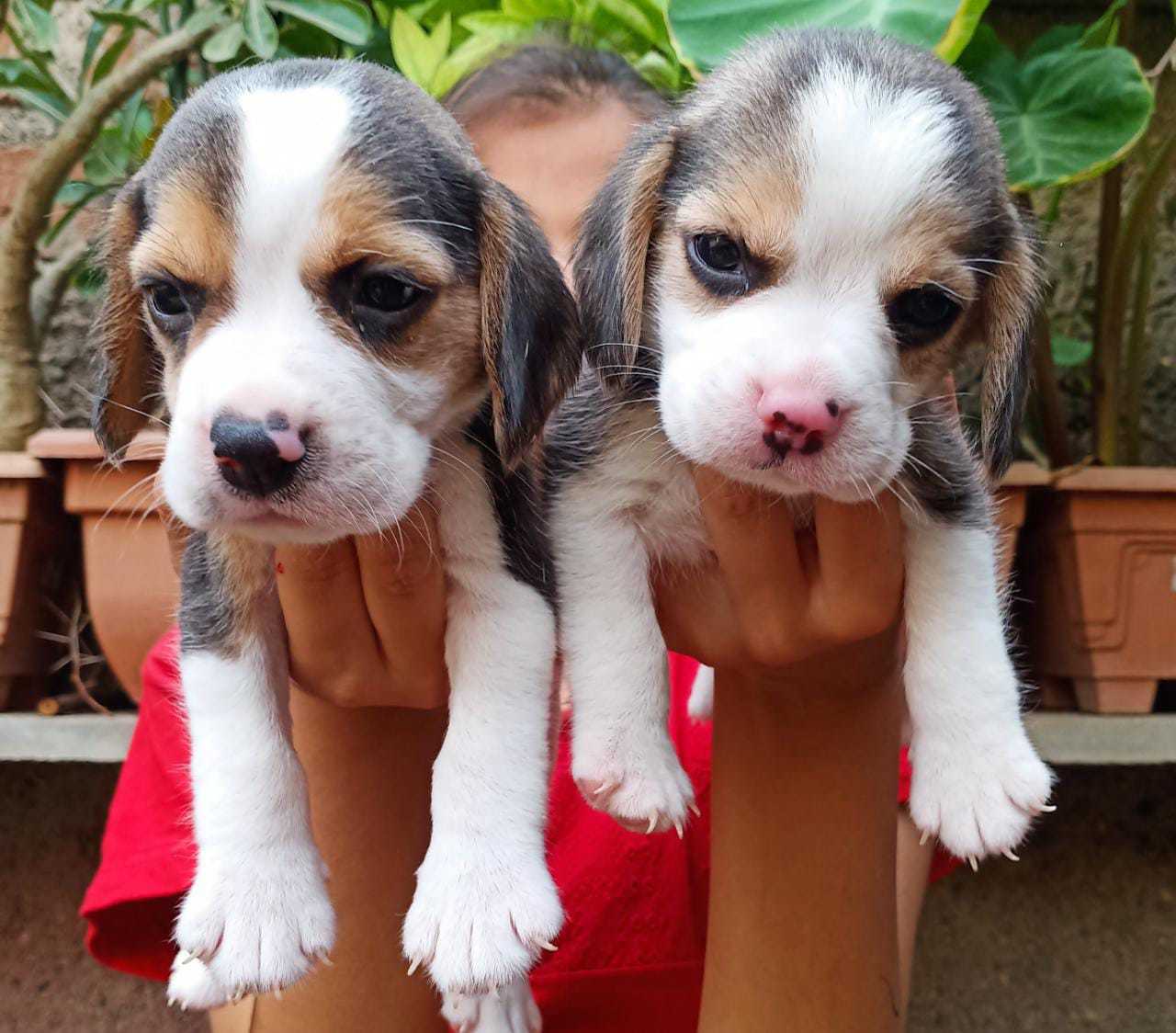animal-kingdom-pet-shop-nai-