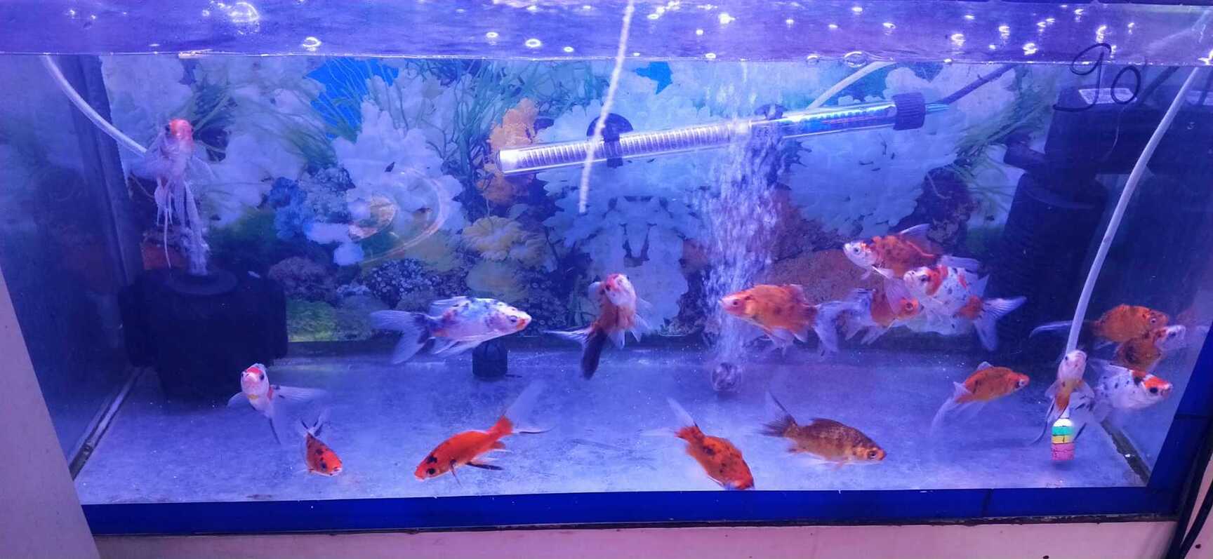 Modern Aquarium in Thane West,Mumbai Best Aquarium Accessory Dealers