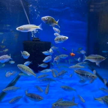 Farhat fisheries kurla sales