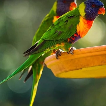 Top Pet Shops For Birds in Pedder Road Best Bird Shops Mumbai Justdial