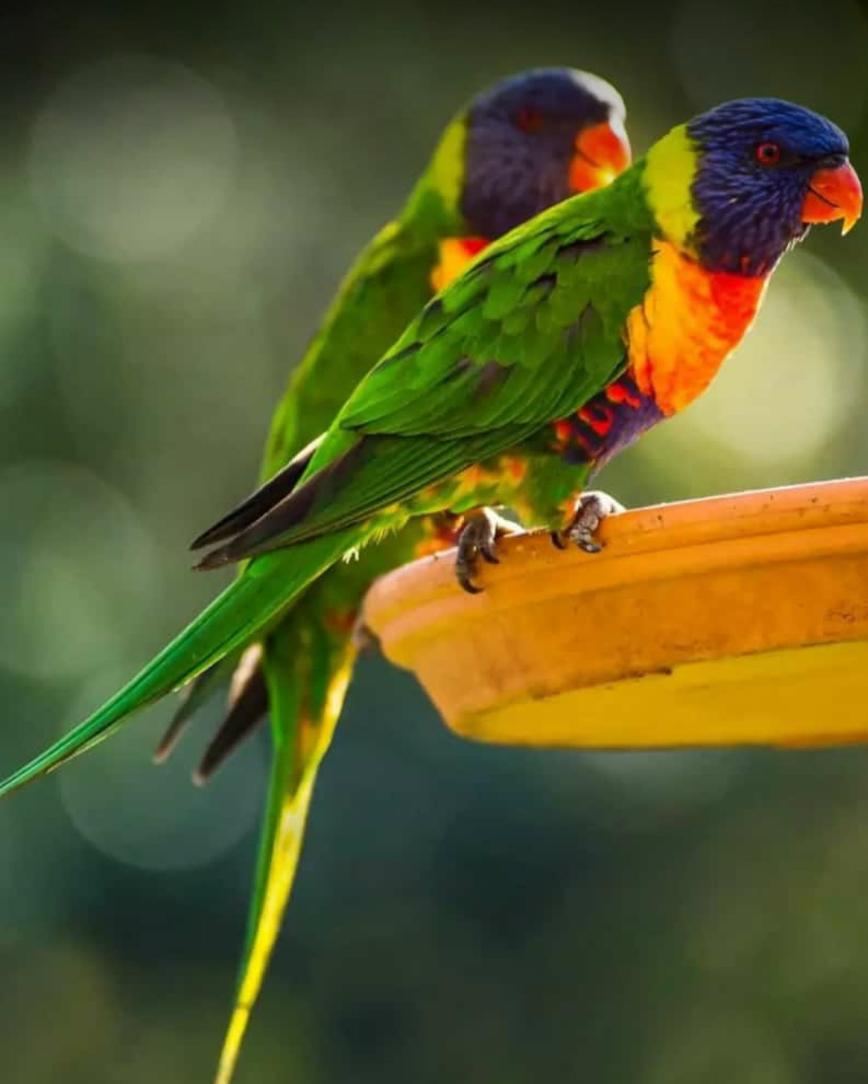 Bird pet shop new arrivals