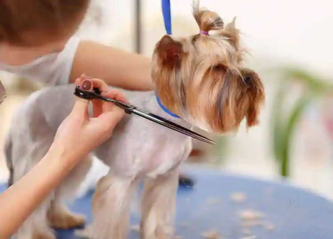 Top dog grooming places close to me Deals