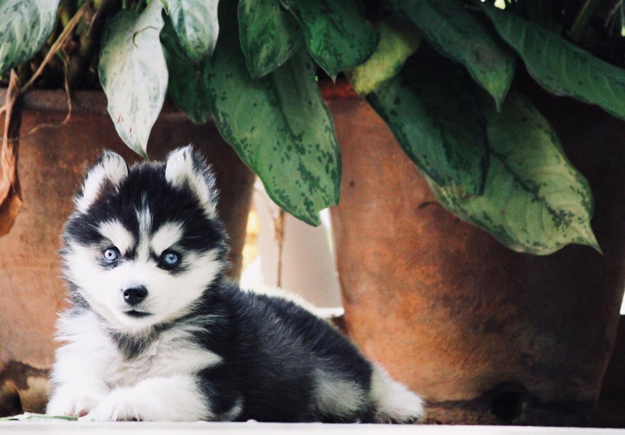 Top Pet Shops For Lhasaapso Dog in Mumbai Best Pet Stores For Lhasaapso Dog Justdial
