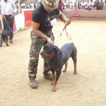 Dog shop in panvel hotsell