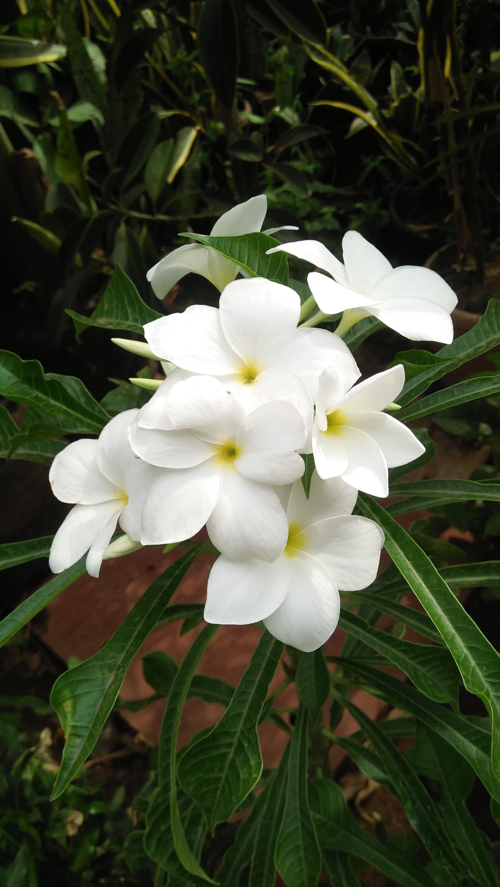 D2T FRIENDS FLOWER & GARDENS LLP in Juhu,Mumbai - Best Garden