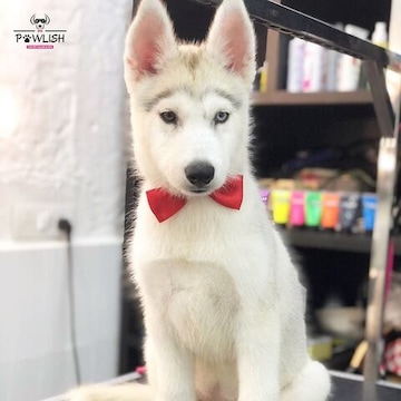 Puppies at the mall sale