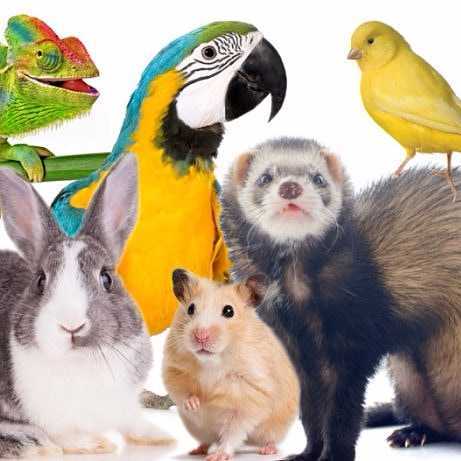Exotic pet food near me best sale