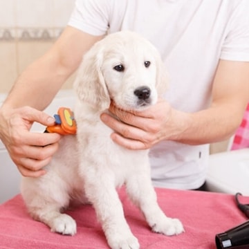 Professional Dog Pet Grooming Christy's Grooming Top Dog Grooming