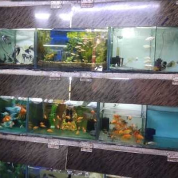 fish tank and accessories for sale in mumbai 4 Feet Imported Aquarium  Your one-stop destination for