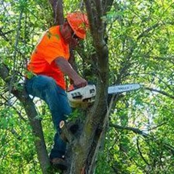 Professional Tree Cutting Services in Mumbai Trusted Tree Trimming Service Provider