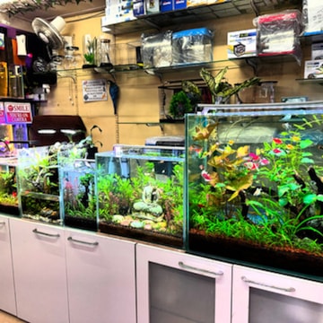 Top Aquarium Guppy Fish Dealers in Thane West, Thane near me - Justdial