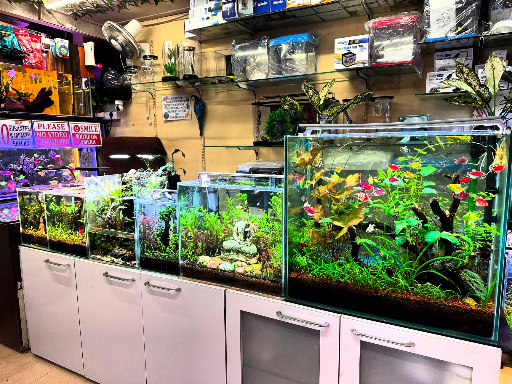 pet store aquarium