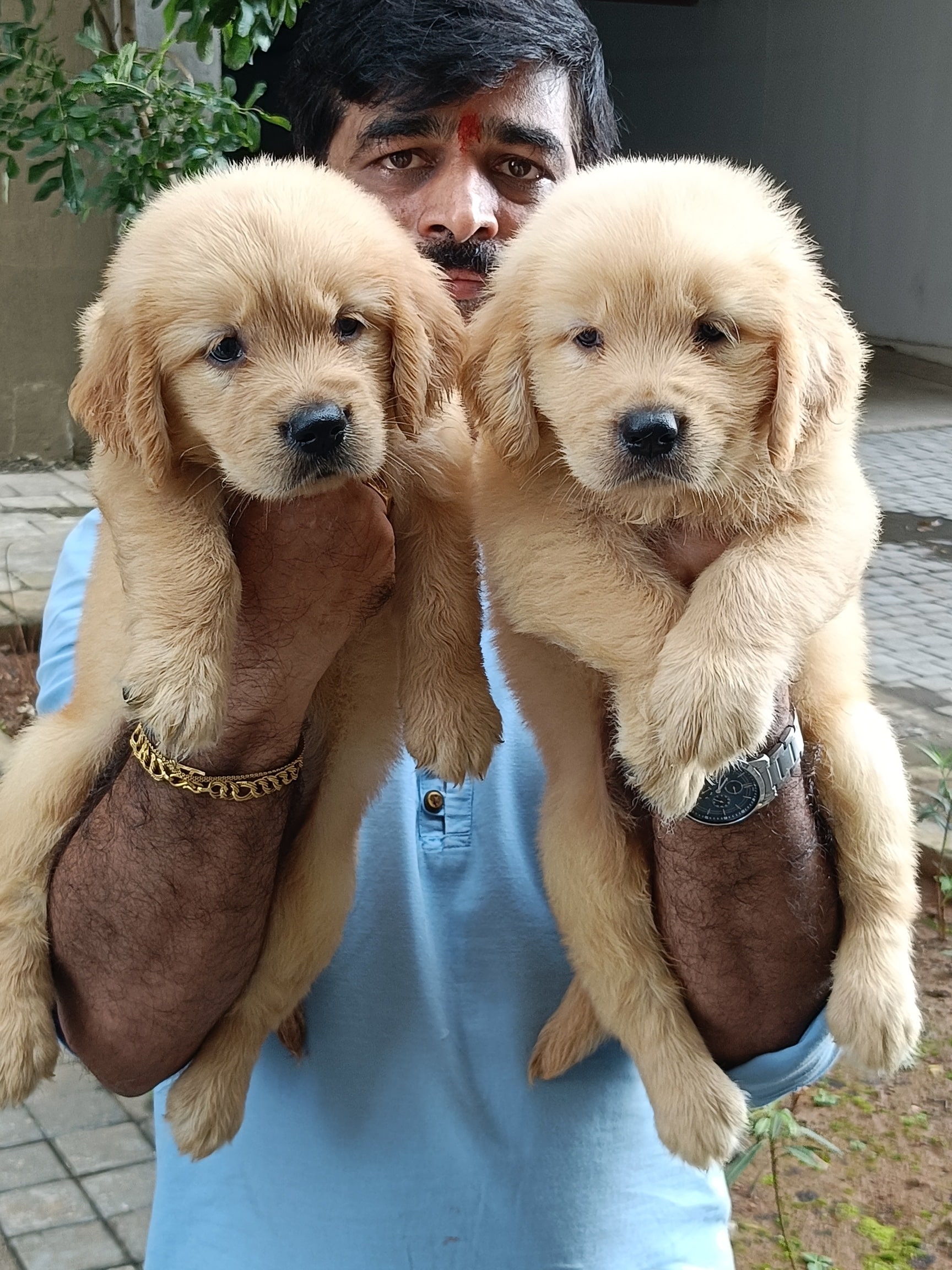 Top Pet Shops For Dog in Panvel Navi Mumbai Best Pet Supplies Store near me Justdial