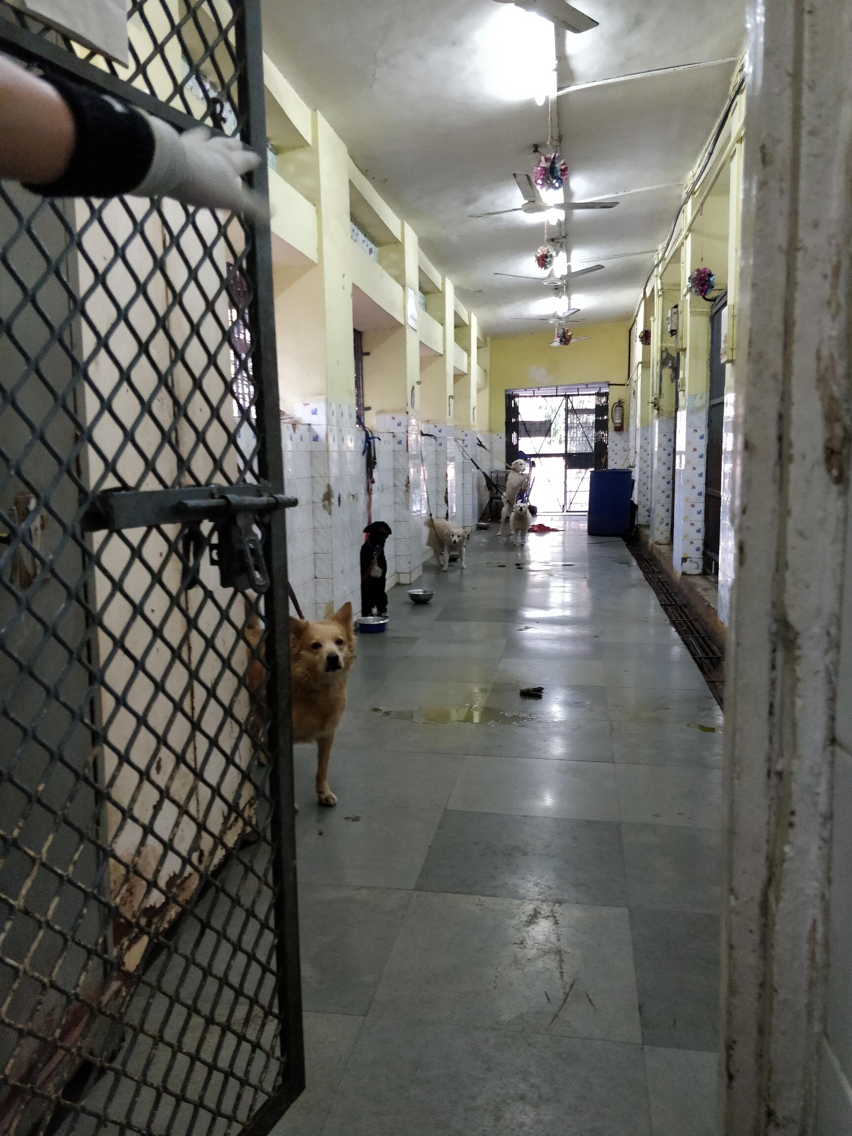 Tierpension Mumbai: Sicher & liebevoll