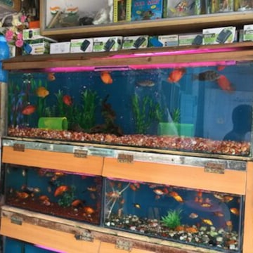 fish tank and accessories for sale in mumbai 4 Feet Imported Aquarium Aquarium Shop in Mumbai