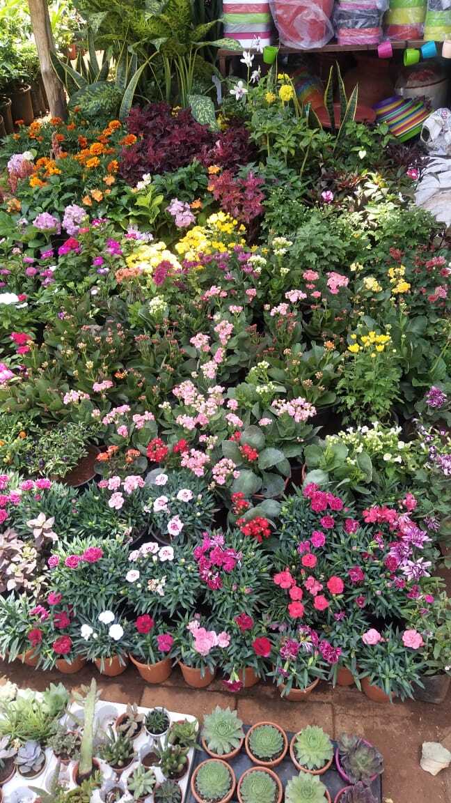 Omkar Nursery in Borivali West,Mumbai Best Fruit Plant Nurseries in