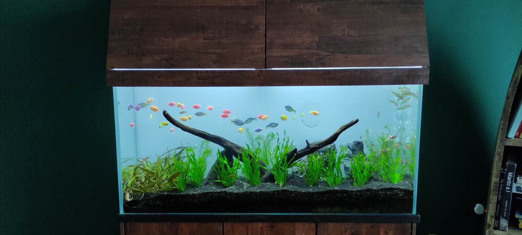 fish aquarium accessories mumbai DEAR PET Cave Decoration Resin Hideout Barrel Ornament for Fish Tank Natural Aquascape Decor Safe Shelter for Small Fish Betta Guppy Shrimp Tank Non Toxic Durable Design Inside India's Biggest Aquarium Fish