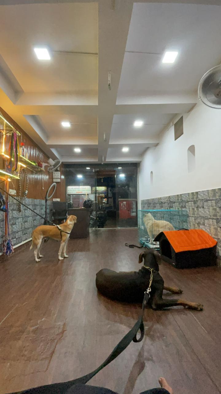 edmond ok pampered pets online shop