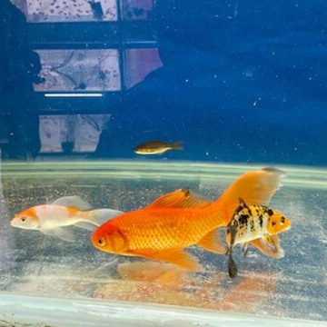 Aazon.co: Ehuoyan Piranha Plant Large Candy Bowl For Candy Dish Key Bowl Decorative Bowl Hoe - View #3