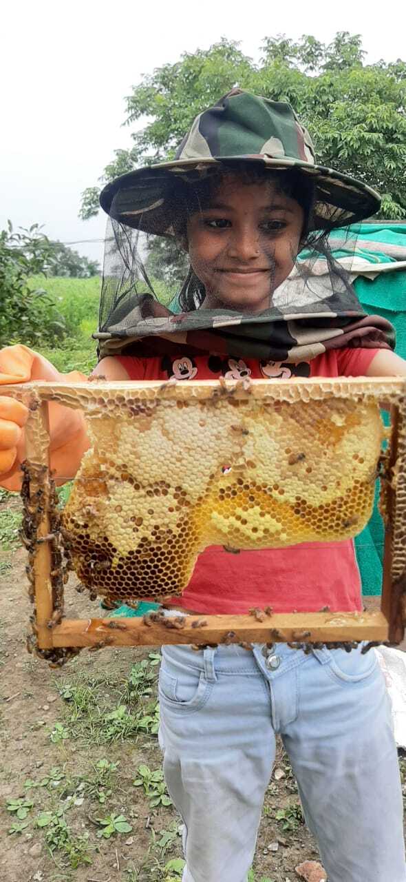 Top Honey Bee Farming Services in Vijayawada - Best Bee Farming
