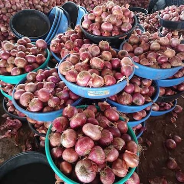 onion Retailers in Manmad, Manmad - onion Suppliers - Justdial