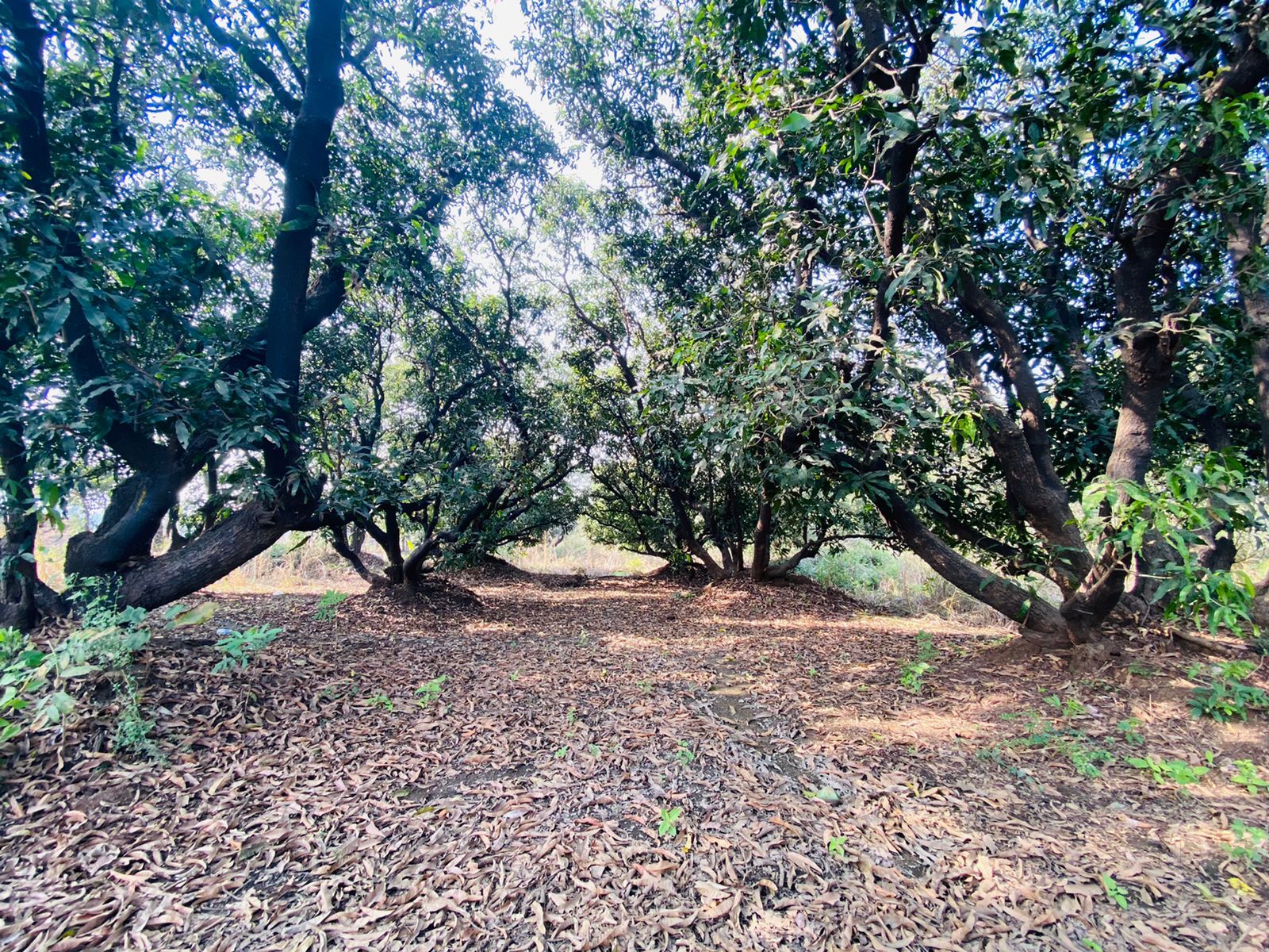 Top Parks in Taloja Phase 1 - Best Gardens near me - Justdial