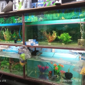 Top Fish Aquarium Dealers in Ichapur Best Fish Aquarium Shops Justdial