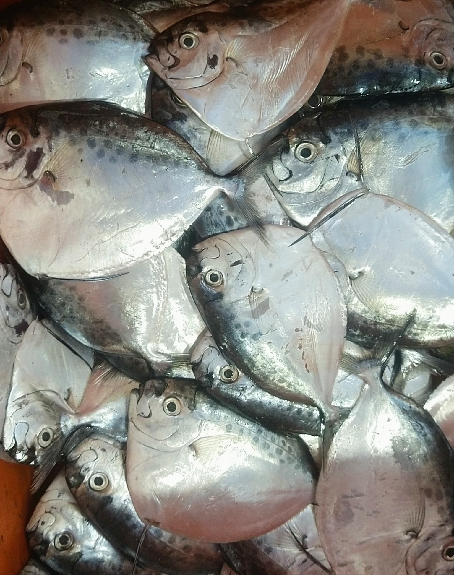 Fish Retailers in Kanjikode, Palakkad - Fish Suppliers - Justdial