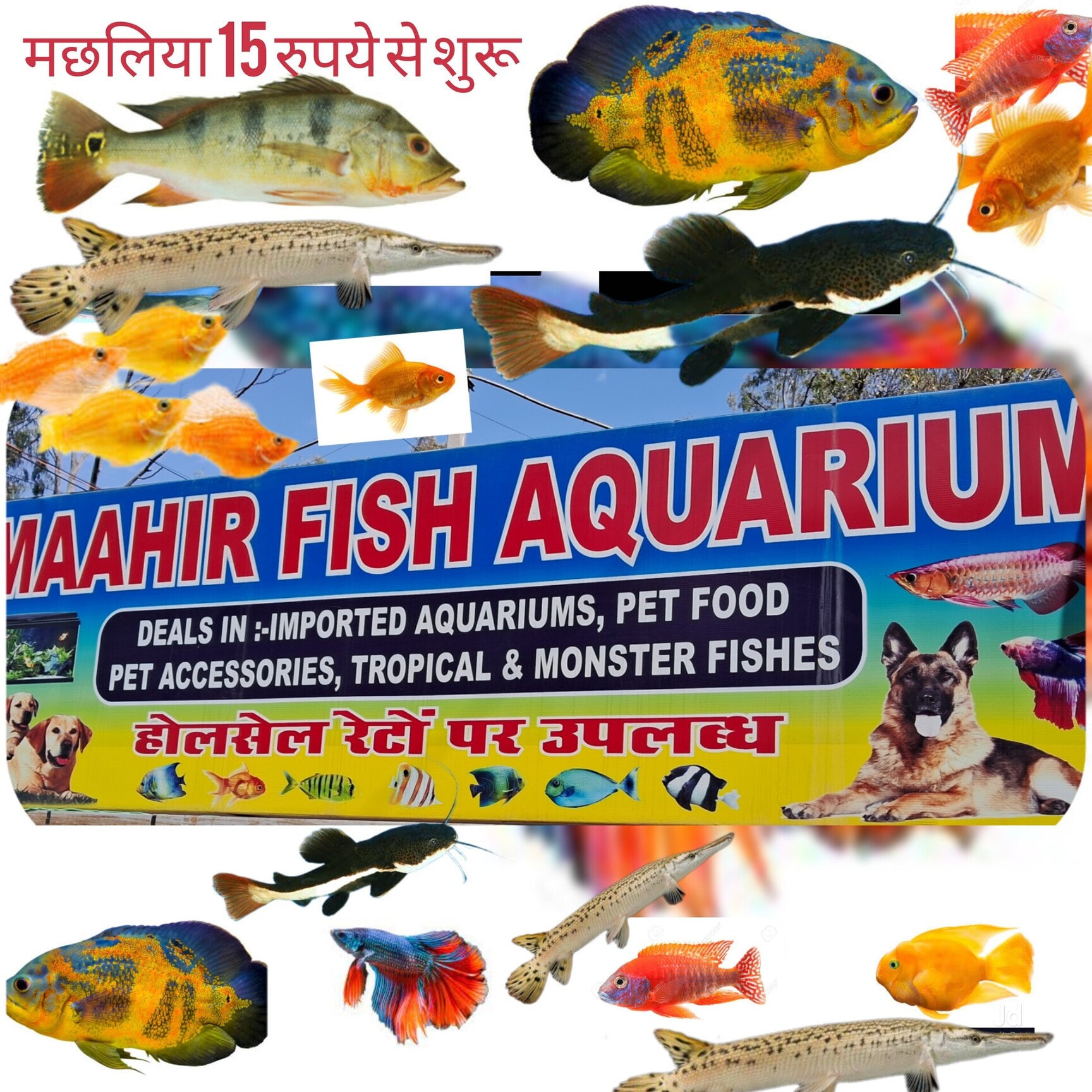 Top Aquarium Ornament Dealers in Pathankot - Best Aquarium Decoration  Dealers near me - Justdial