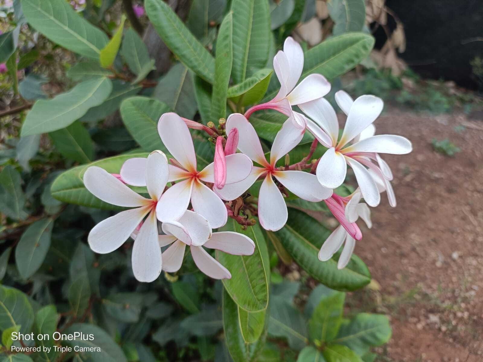 Gardening Services in Kondhwe Dhawade, Pune - Professional Garden