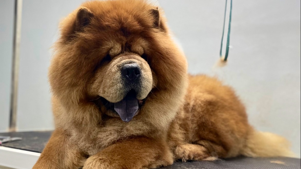 Barks And Bubbles in Aundh,Pune Best Pet Grooming Services in Pune