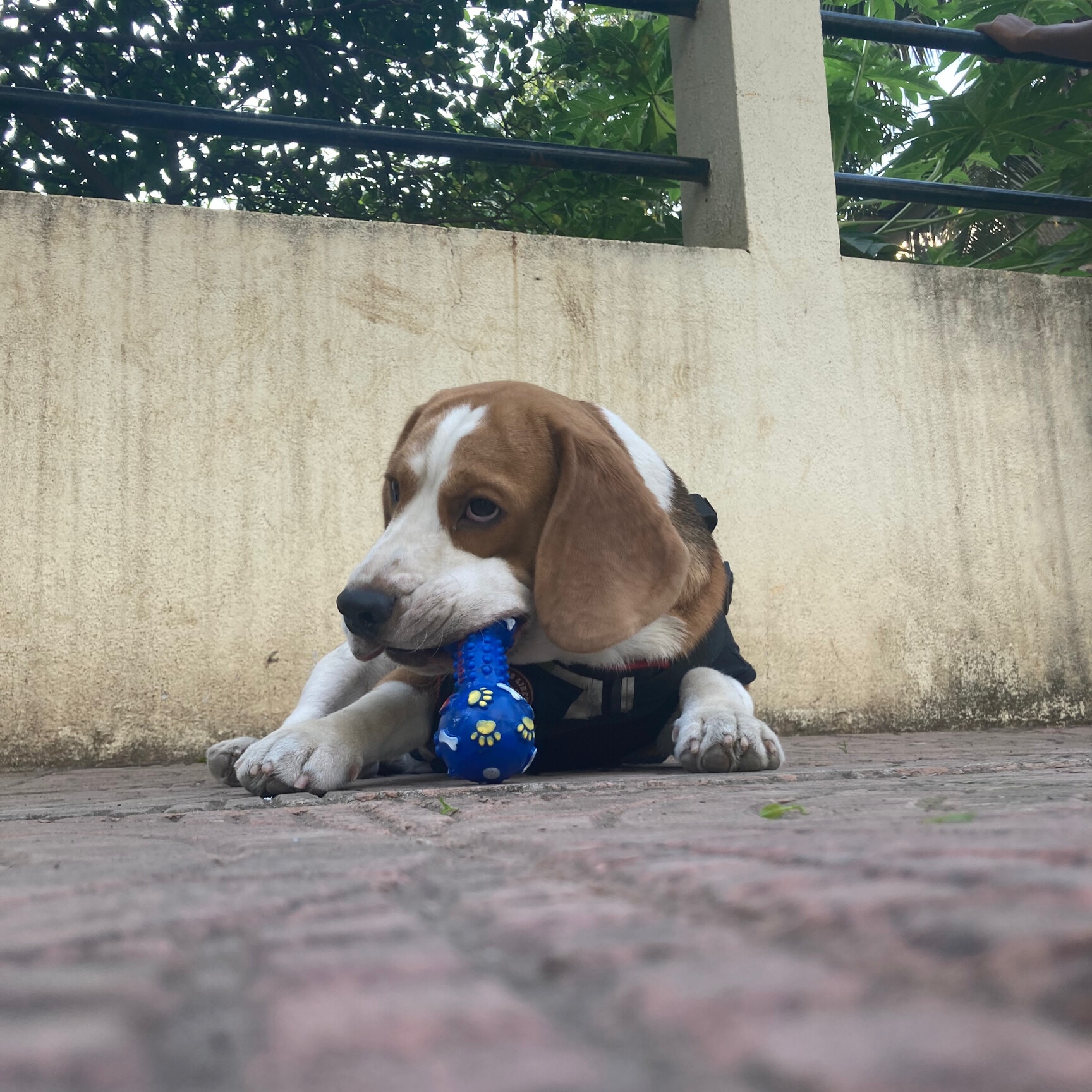 Barks And Bubbles in Aundh,Pune Best Pet Grooming Services in Pune