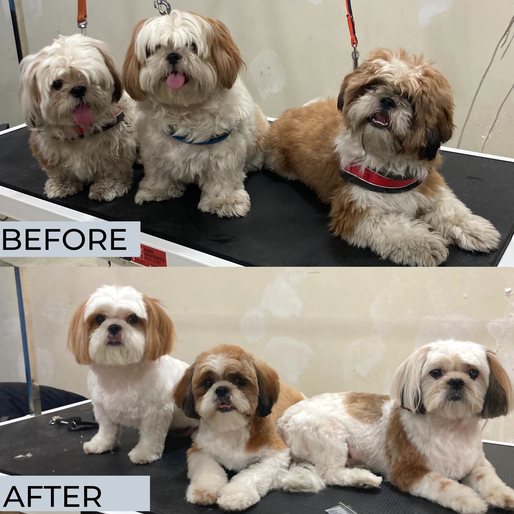 Barks And Bubbles in Aundh,Pune Best Pet Grooming Services in Pune Justdial