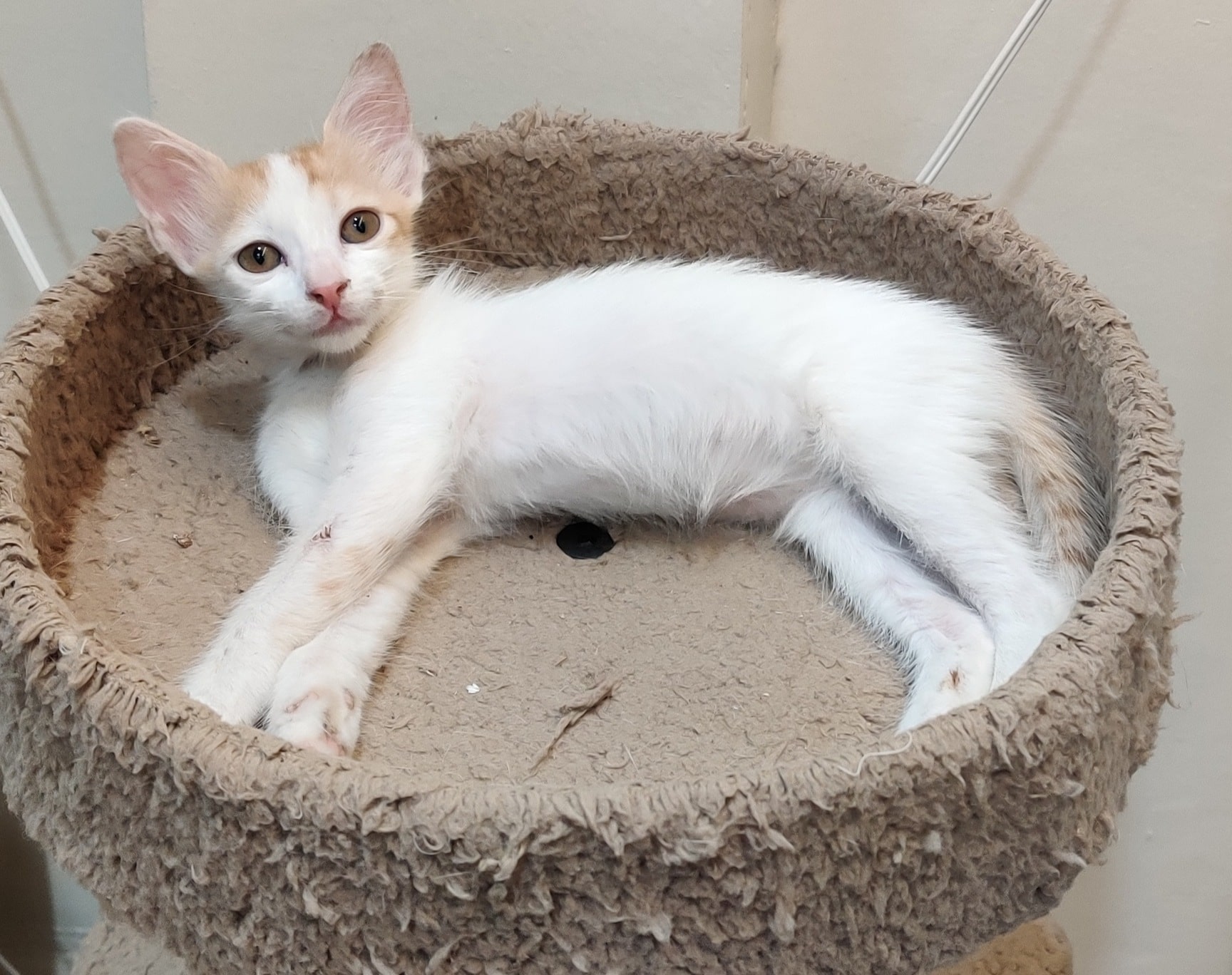 Crypto Pet Clinic in Pimple Saudagar,Pune - Best Pet Clinics in Pune -  Justdial